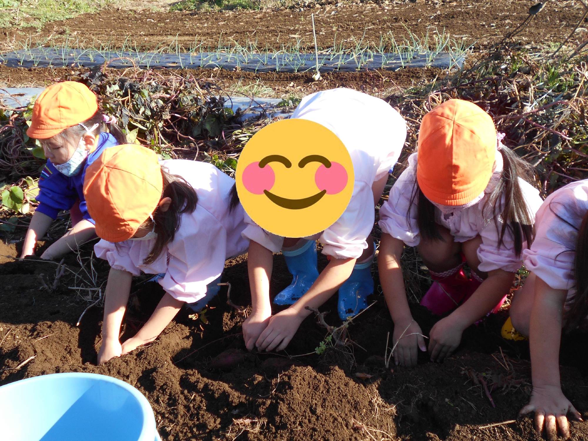 年長組がお芋ほりをしました